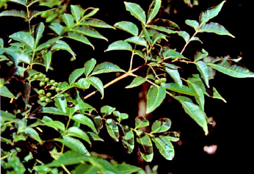 Huang Bai